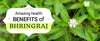 Amazing Health Benefits of Bhringraj