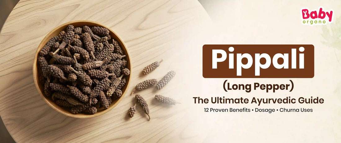 Pippali (Long Pepper): Benefits, Uses, Churna, Plant & Complete Ayurvedic Guide