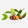 Jojoba Oil