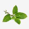 Tulsi
