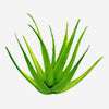 Aloevera