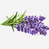 lavender Oil