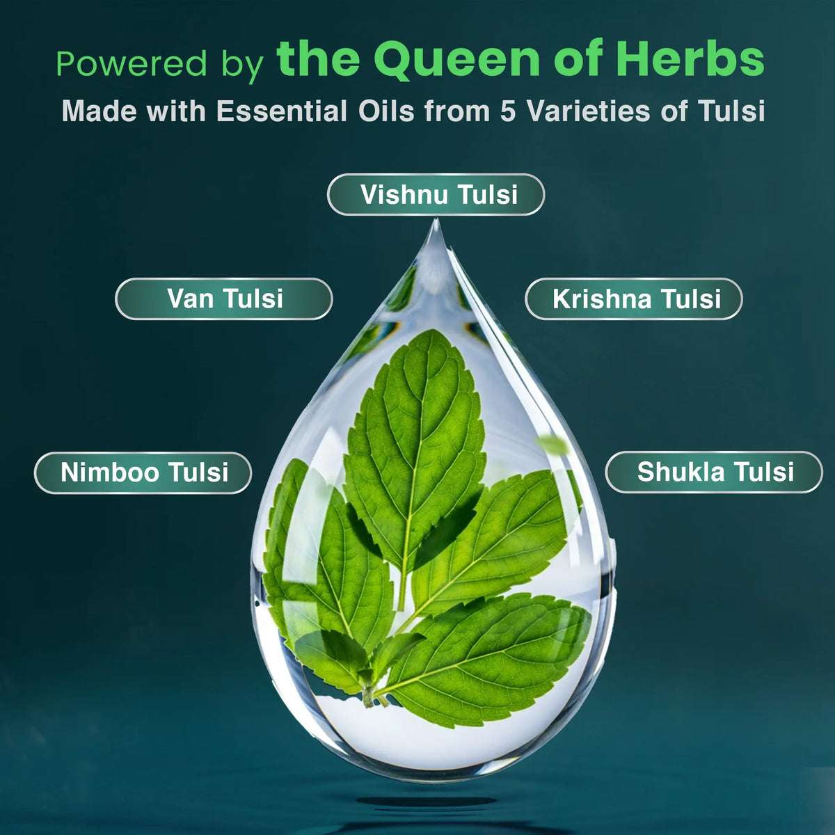 BabyOrgano Panch Tulsi Drops – enriched with 5 Tulsi varieties (Vishnu, Van, Krishna, Nimboo, Shukla) for natural wellness in kids 2+ years