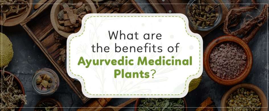 What are the benefits of Ayurvedic medicinal plants?