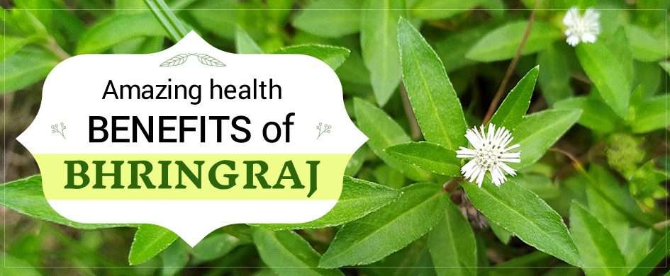 Amazing Health Benefits of Bhringraj