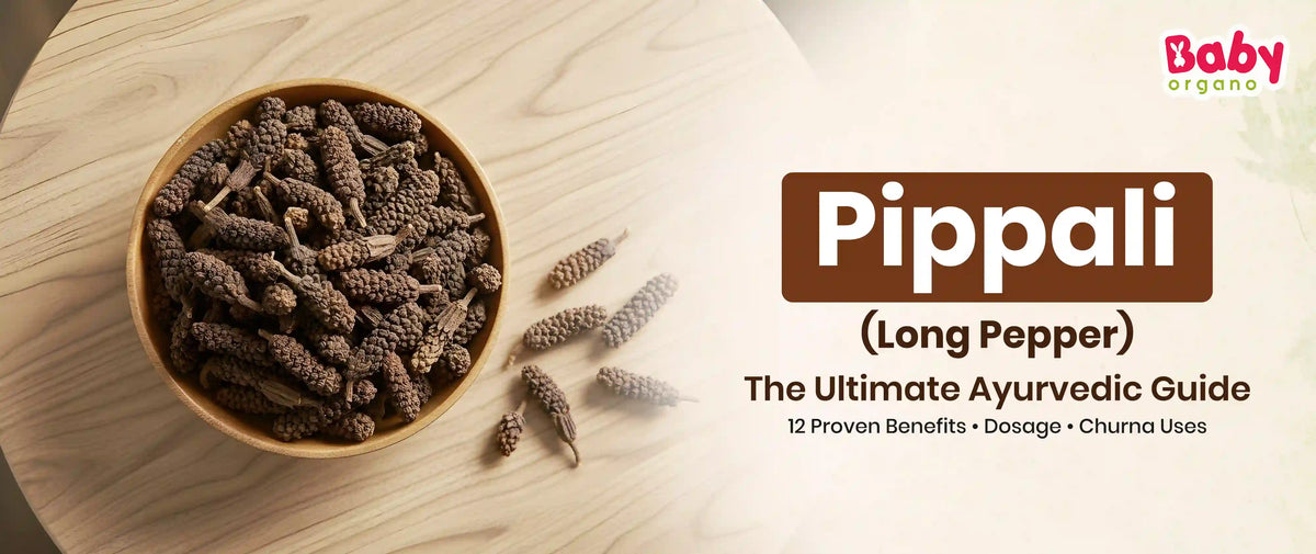 Complete Guide to Pippali Long Pepper Ayurvedic Benefits and Uses by Dr. Rajshree and Reviewed by BabyOrgano PhD Experts