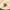 Clove