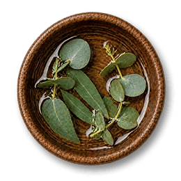 Eucalyptus Oil