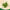 Neem
