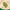 Neem