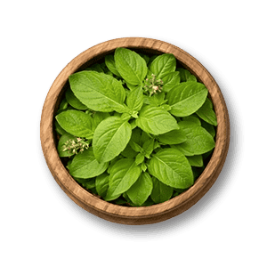 Tulsi