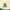 Jyotismati plant with leaves and berries known as the oil of intellect for concentration