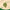 Fresh green neem leaf sprig providing natural antibacterial protection.