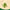 Neem leaf sprig, a naturally antibacterial ingredient in Ubtan that soothes skin irritation