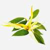 ylang-ylang